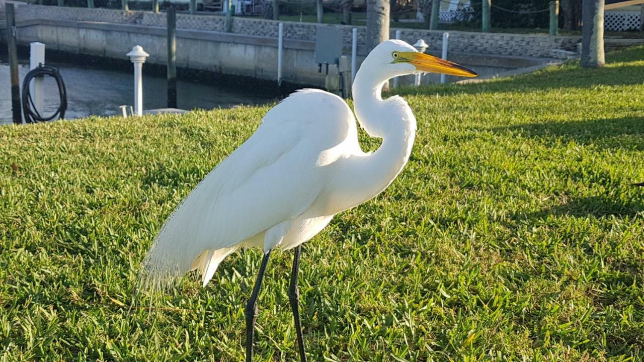 Siesta Key Condo - On The Water ! Eksteriør billede